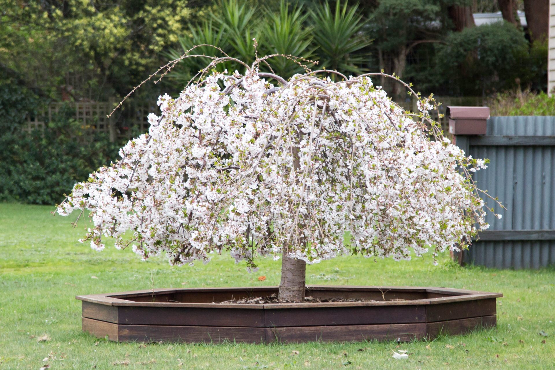 Falling Snow White Weeping Cherry Tree