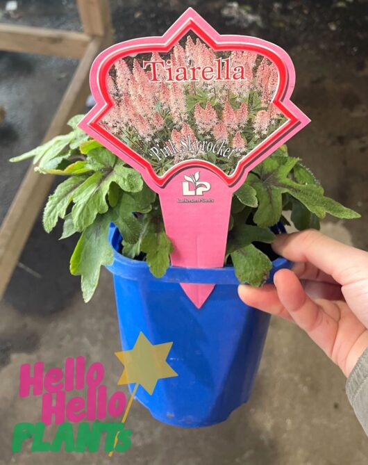 Tiarella 'Pink Skyrocket' 5" Pot