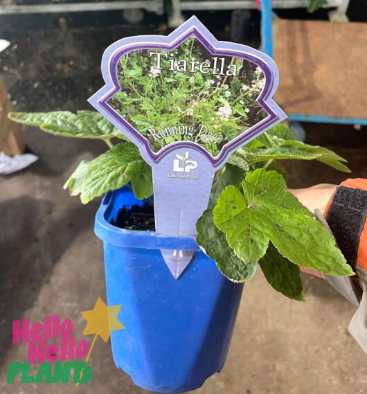 Tiarella 'Running Tiger' 5" Pot