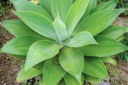 Agave attenuata