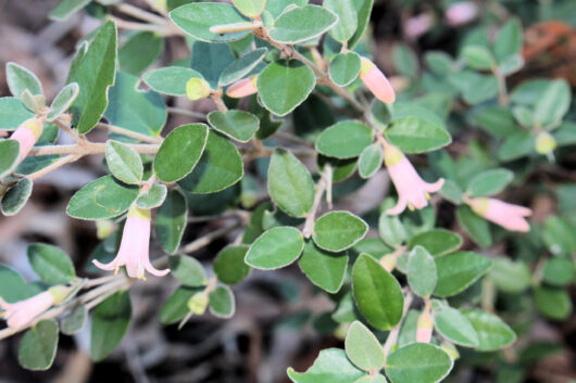 Correa 'Windsong' 6" Pot Growers Flash Sale!