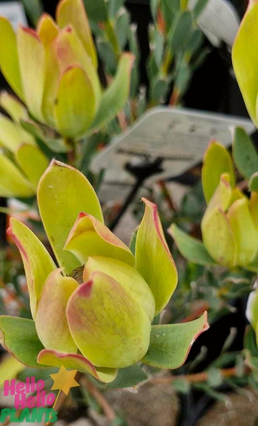 A close-up of Leucadendron 'Lemon Spice' plant buds showcases their green-yellow hue and pink-tipped leaves. "Hello Hello Plants" is written in the bottom left corner. Part of our new Lemon Spice collection, this exquisite plant is prepared to thrive in an 8" pot.