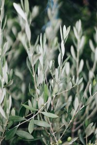 verdale olive edible fruiting tree with silvery grey green foliage leaves with small green fruits. Olea europaea Verdale Olive