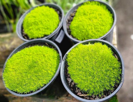 A collection of four black pots showcases vibrant green mossy plants, featuring the Sagina 'Golden Irish Moss' in an 8" pot, beautifully combined with lush Sagina.