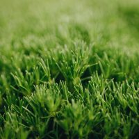 A close up of Scleranthus biflorus 'Lime Lava' green groundcover soft in a garden
