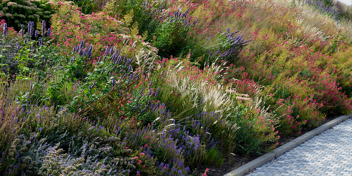 A sloped cottage style flower bed