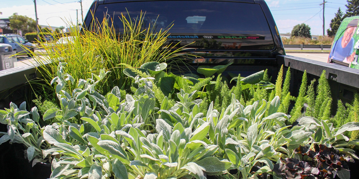 One customer's ute full of modern lush funky plants