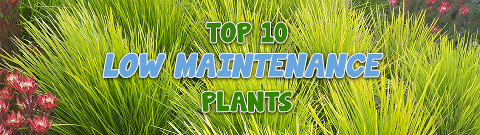 Top 10 Low Maintenance Plants