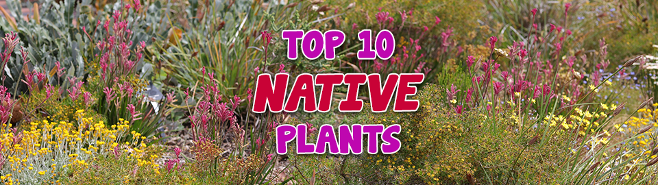 Top 10 Native Plants for Native Gardens