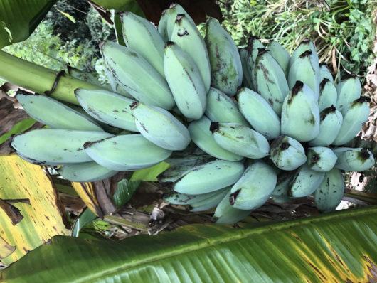 Banana 'Blue Java' 8" Pot