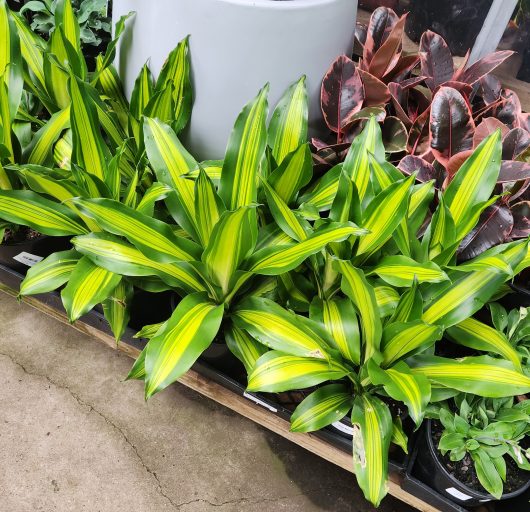 dracaena fragans golden heart happy plant beautiful variegated gold and green foliage indoor plant