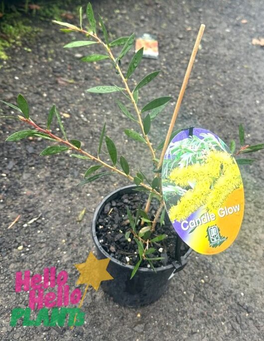 Callistemon 'Candle Glow' 6" Pot