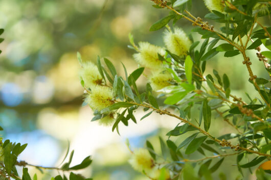 Callistemon 'Candle Glow' 6" Pot