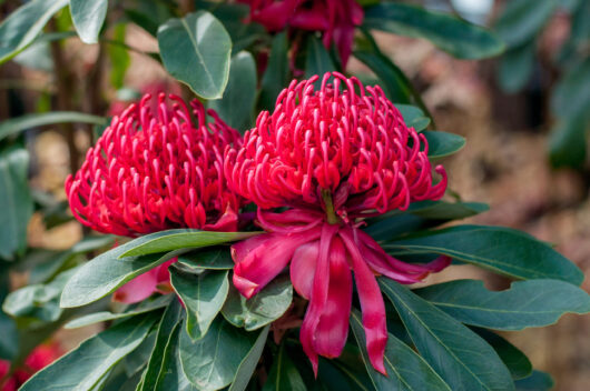 Telopea 'Wild Brumby Mallee Boy' Waratah 8" Pot