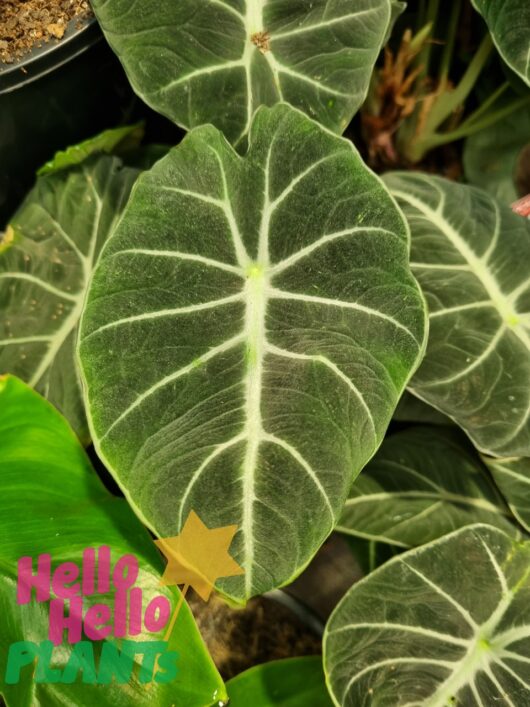 Alocasia 'Black Velvet' 5" Pot