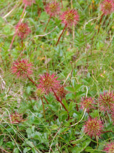 Acaena 'Bidgee Widgee' 6" Pot