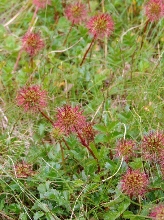 Acaena 'Bidgee Widgee' 6" Pot features spiky red and green flower heads that grow among grass and leaves, ideal for natural outdoor settings.