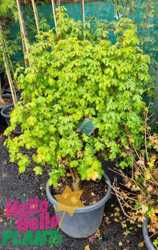 Acer campestre 'Dwarf Field' Maple 16" Pot