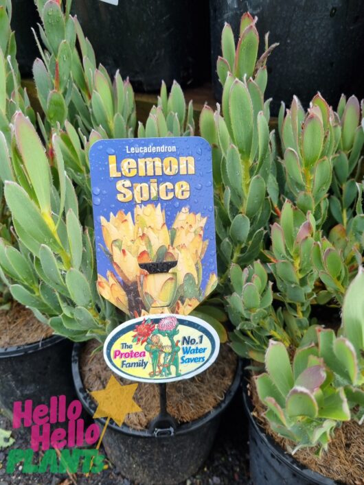 Leucadendron 'Lemon Spice' 8" Pot