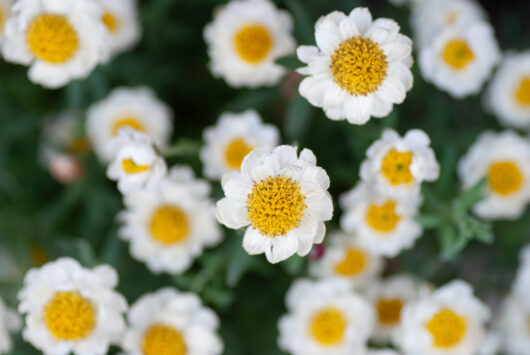 Rhodanthe 'Paper Baby' Everlasting Daisy 6" Pot