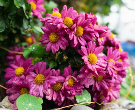 Chrysanthemum 'Limbo Rose' 4" Pot