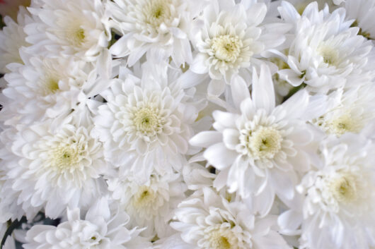 Chrysanthemum 'Youpi White' 4" Pot