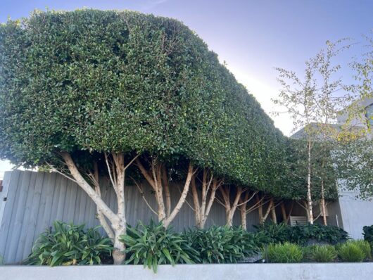 Ficus hillii 'Flash'