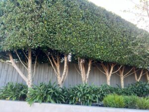 pleached ficus screening privacy feature green dense bare trunk
