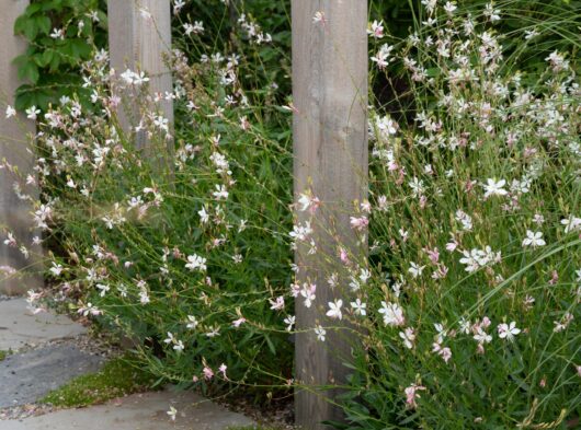 Gaura 'Pixie White' 6" Pot