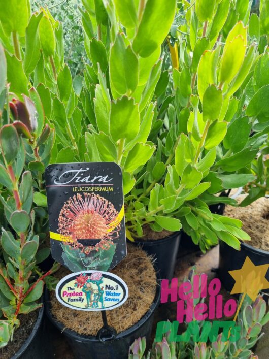 Leucospermum 'Tiara' 8" Pot