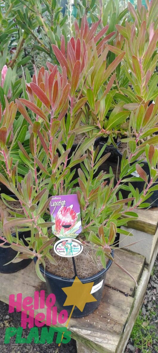 Protea 'Lancelot' 8" Pot