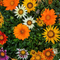 Gazania 'Mixed Varieties' 8" Pot features colorful blooms in orange, yellow, white, and pink, set among lush green foliage for a vibrant display.