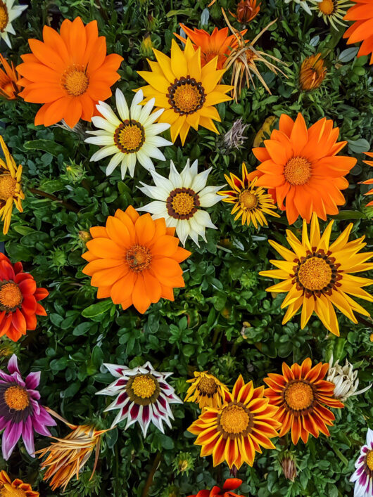 Gazania 'Mixed Varieties' 8" Pot