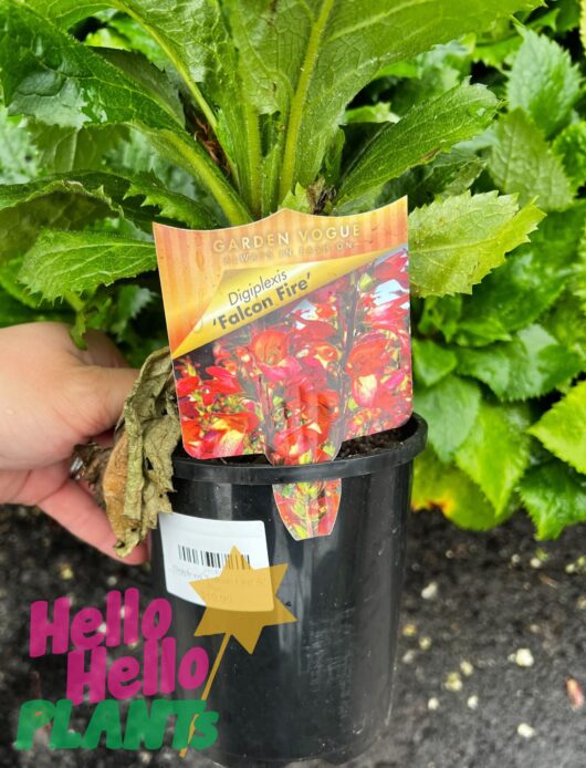 Digiplexis 'Falcon Fire' 6" Pot