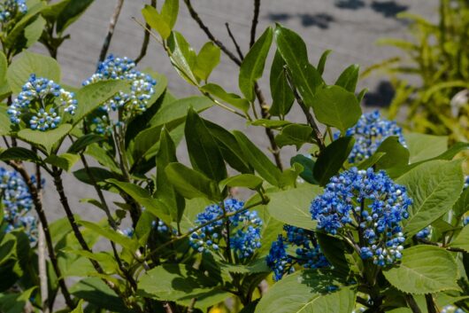 Dichroa ‘Evergreen Hydrangea’ 8" Pot (Eco Grade)