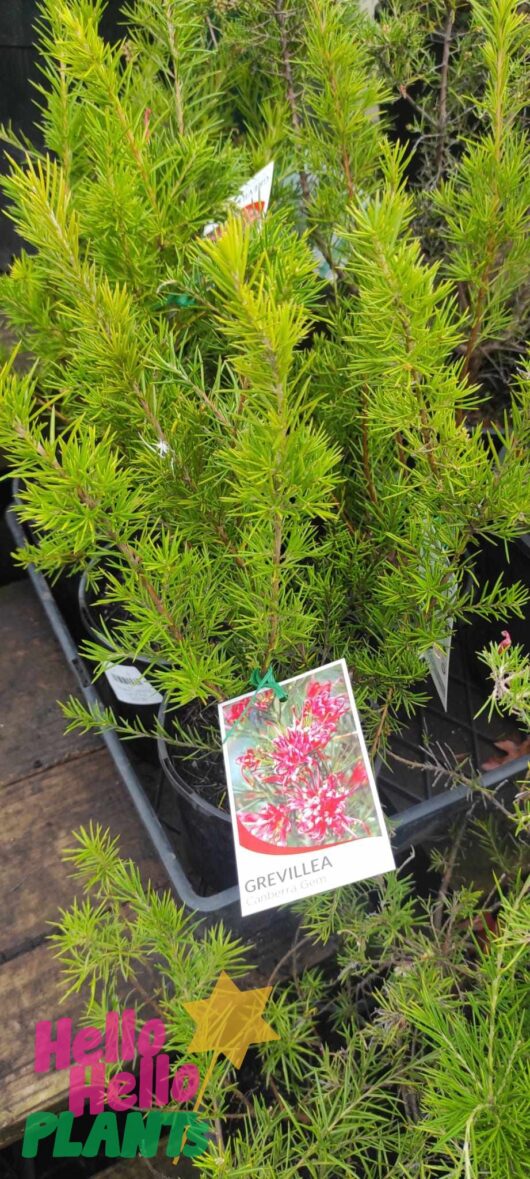 Grevillea 'Canberra Gem' 6" Pot