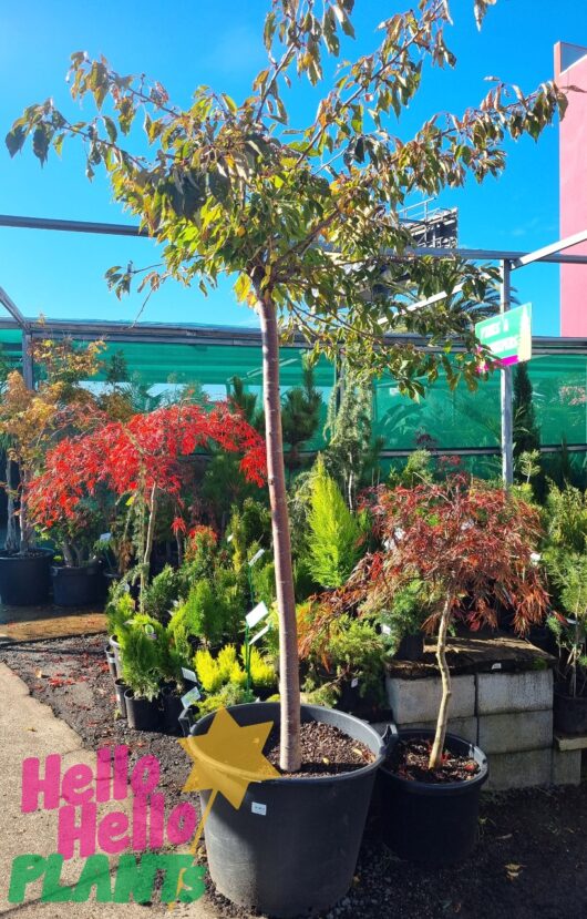 Prunus 'Mount Fuji' Upright Cherry 150L