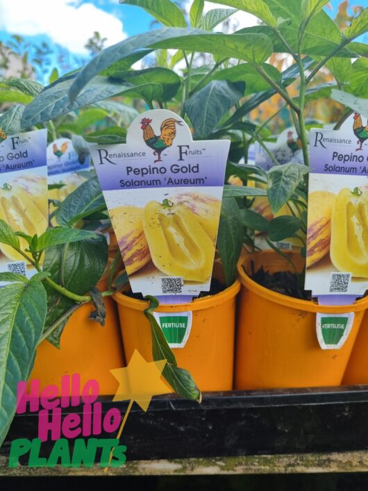 Solanum 'Pepino Gold' 4" Pot