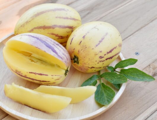 Solanum 'Pepino Gold'