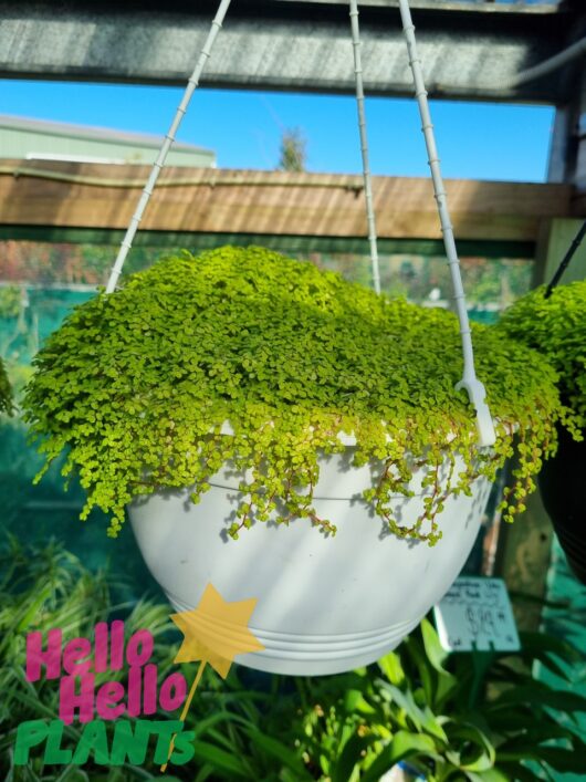 Soleirolia 'Baby's Tears' 8" (Hanging Basket)