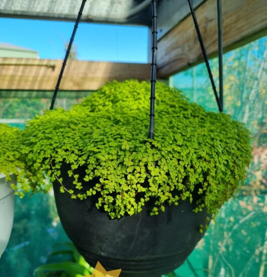Soleirolia 'Baby's Tears' 8" (Hanging Basket)