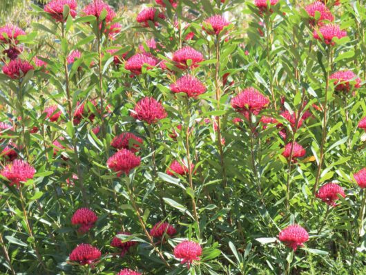 Telopea 'Wild Brumby Digger' Waratah 6" Pot