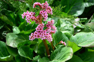 Bergenia 'Pink Delight' 4" Pot