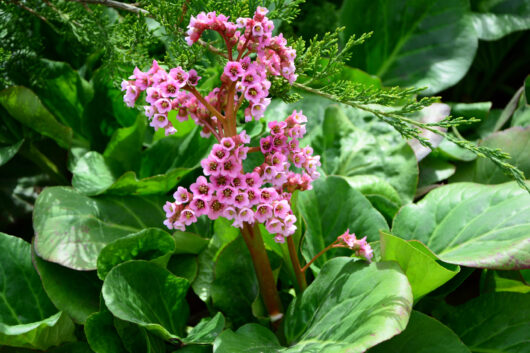 Bergenia 'Pink Delight' 4" Pot