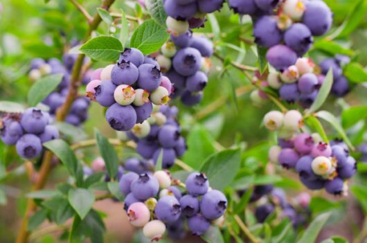 Vaccinium 'Peach Sorbet™' Blueberry 7" Pot