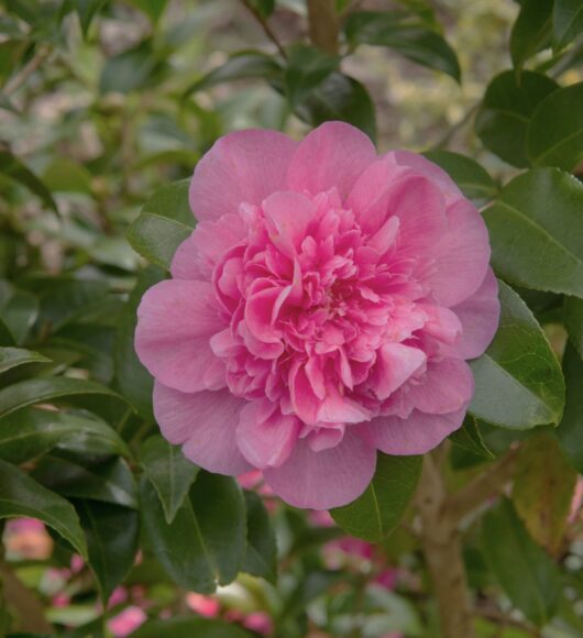 Camellia japonica 'Laura Walker' 6" Pot