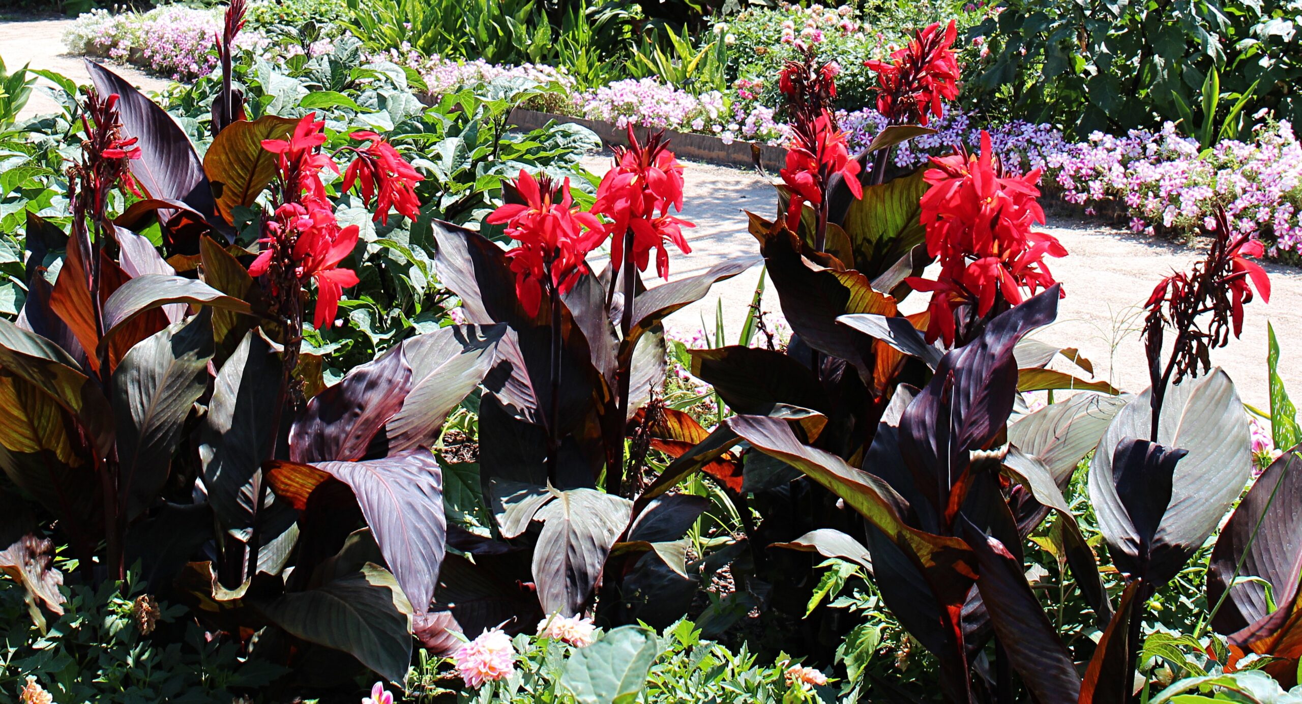 Canna Lily