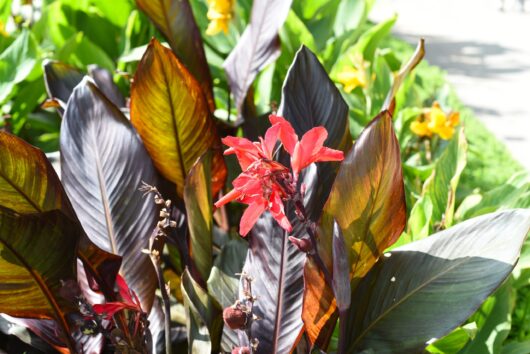 Canna Lily 'Tropical Red' 6" Pot