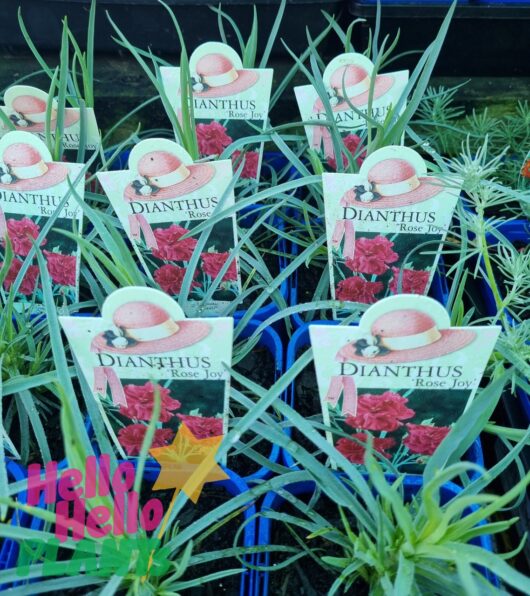Dianthus 'Rose Joy' 4" Pot