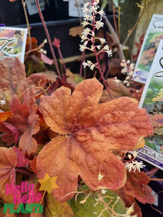 Heucherella 'Sweet Tea' Foamy Bells 6" Pot